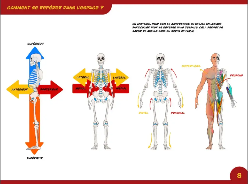 Yohann Bomal apprendre l'anatomie