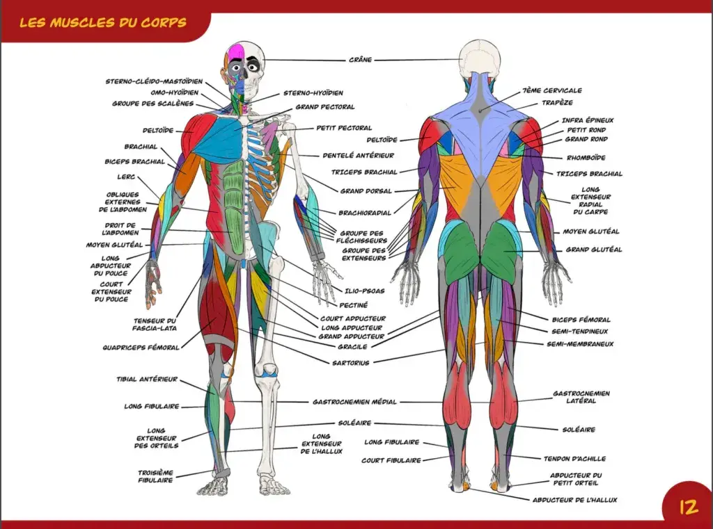 Yohann Bomal apprendre l'anatomie