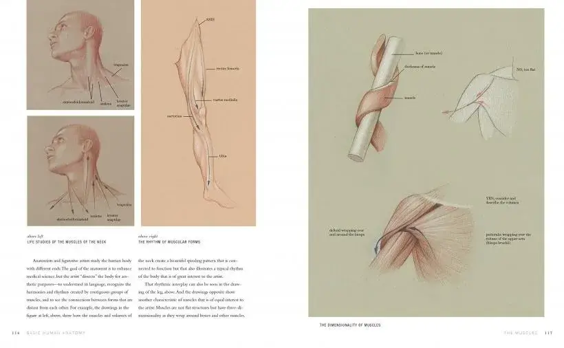 basic human anatomy