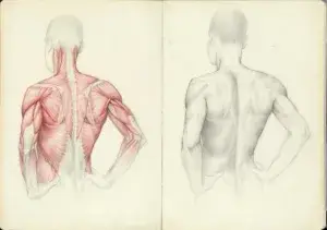 livres de morphologie et anatomie artistique