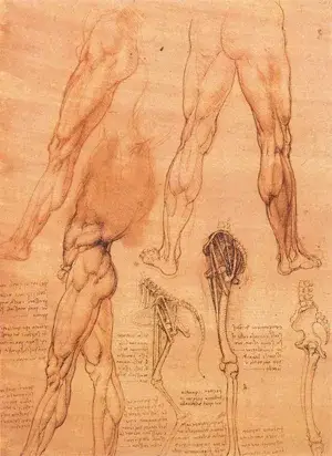 anatomie de l'homme léonard de vinci