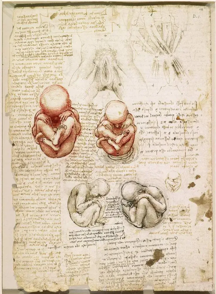 anatomie de l'homme léonard de vinci