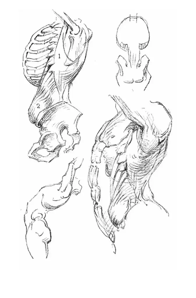 livres de morphologie et anatomie artistique