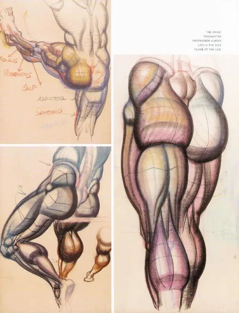 morphologie et anatomie artistique