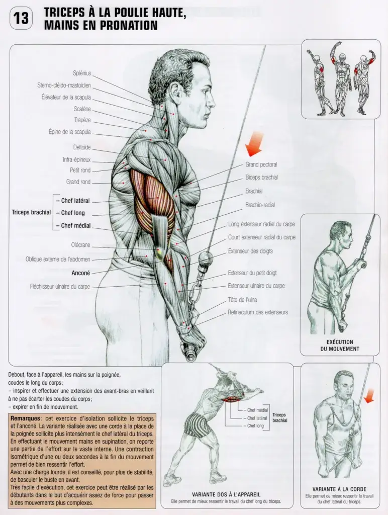 morphologie et anatomie artistique