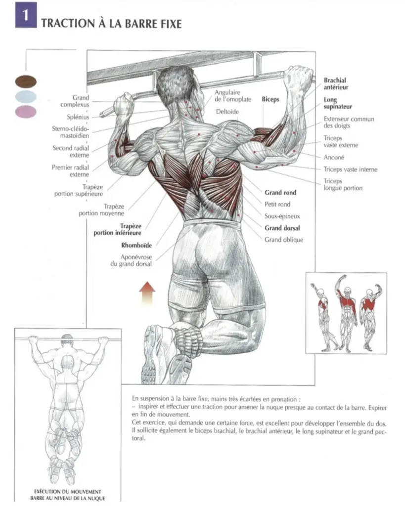 morphologie et anatomie artistique