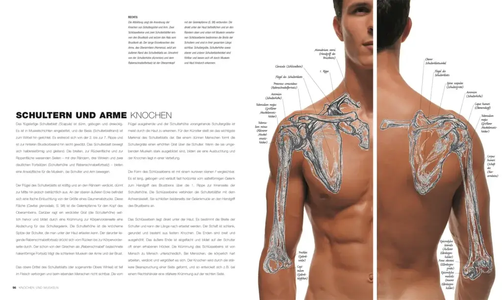 Anatomie pour l'artiste Sarah Simblet