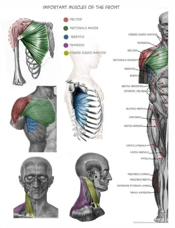 anatomie pour les sculpteurs uldis zarins